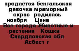 продаётся бенгальская девочка(мраморный окрас).родилась 5ноября, › Цена ­ 8 000 - Все города Животные и растения » Кошки   . Свердловская обл.,Асбест г.